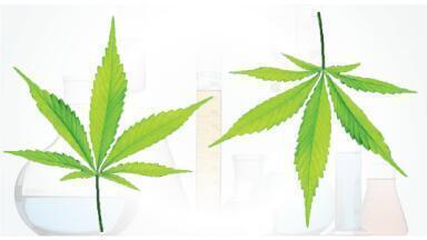 Fast and Easy Achiral & Chiral Analysis of Cannabinoids